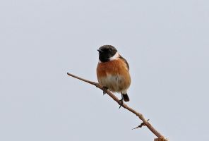 105A3003 whinchat