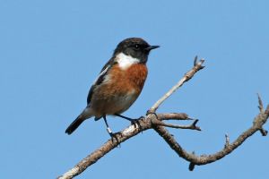 105A4046 stonechat
